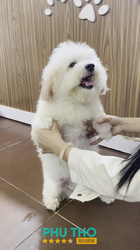 Bệnh Viện Thú Y PetHealth Việt Trì – hình ảnh 2