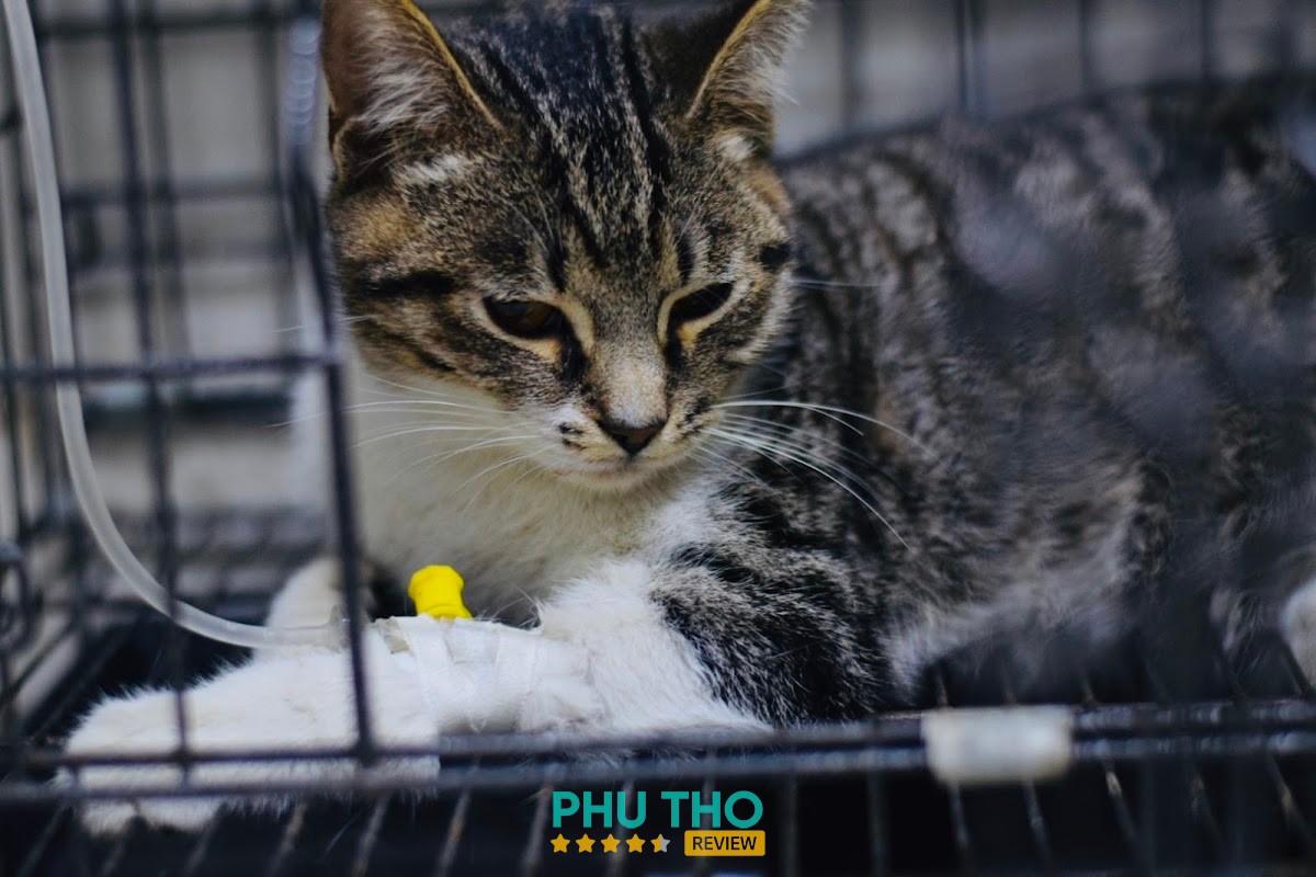 Phòng khám Thú y AnW