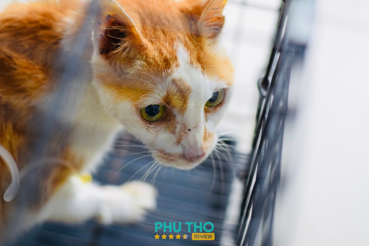 Phòng khám Thú y AnW – hình ảnh 3