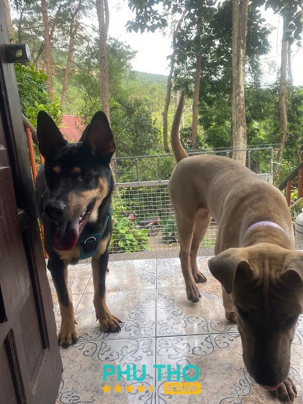 Phòng khám thú y SkyPets – hình ảnh 2