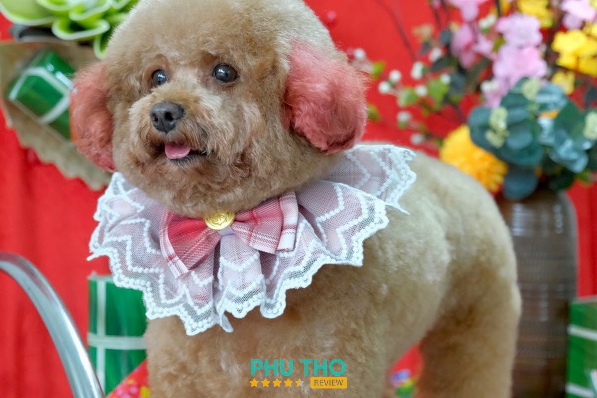 Phòng khám thú y SkyPets – hình ảnh 3