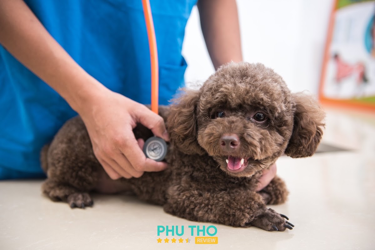 Bệnh Viện Thú Y 2Vet Vĩnh Phúc – 60 Hùng Vương, Vĩnh Yên