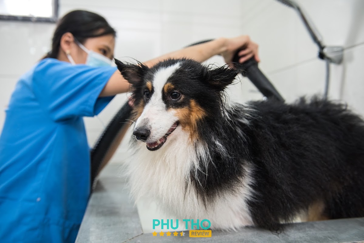 Bệnh Viện Thú Y 2Vet Vĩnh Phúc – hình ảnh 2