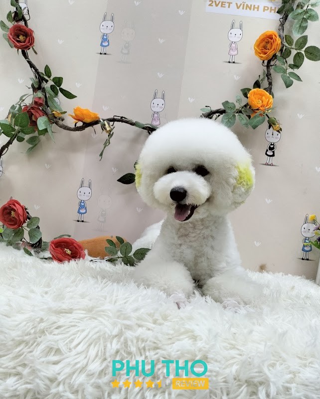 Bệnh Viện Thú Y 2Vet Vĩnh Phúc – hình ảnh 3