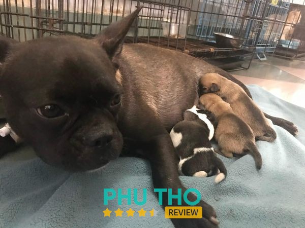 Phòng khám Thú Y Momiji Vĩnh Yên Vĩnh Phúc – hình ảnh 3