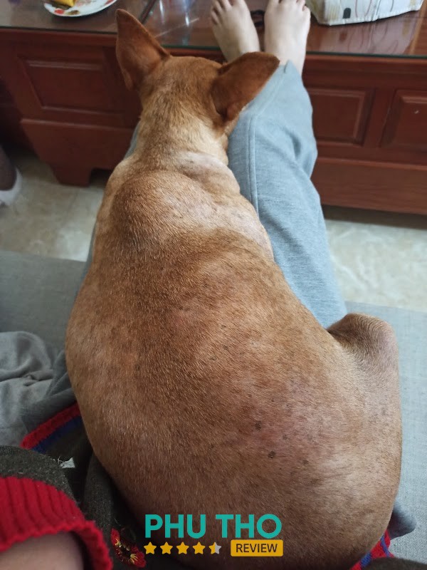 Phòng Khám Thú Y Pet Love – hình ảnh 2