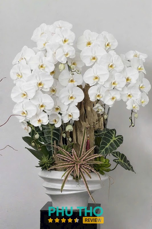Hoa tươi Việt Trì - Phú Thọ solace floral – hình ảnh 2