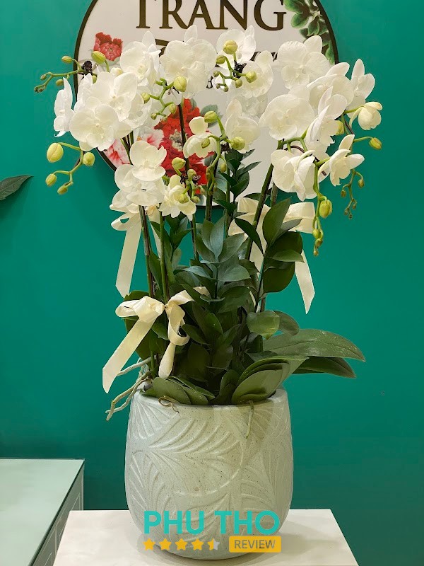 Trang Flower – hình ảnh 3